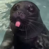 Spinning Sea Lion